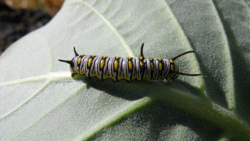 Réf. 157 178 : Danaus chrysippus