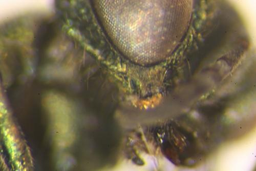 Réf. 157 689 : Pseudomalus sp.