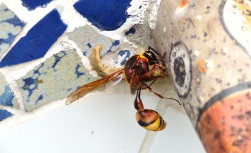 Delta unguiculatum