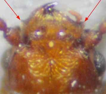 Cryptolestes ferrugineus