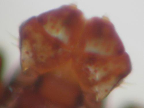 Dermacentor reticulatus