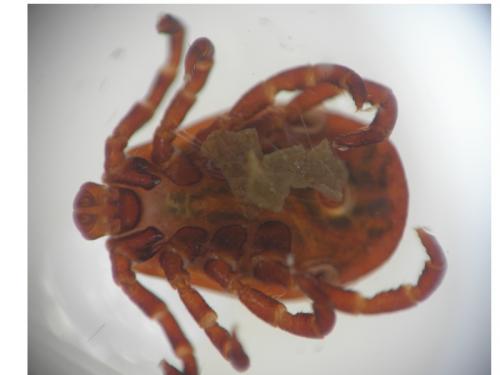 Réf. 157 306 : Dermacentor reticulatus