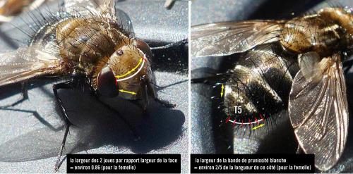 Gonia picea