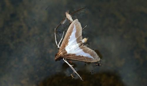 Diaphania indica