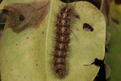 Réf. 157 568 : Cymbalophora pudica