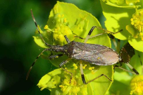Dicranocephalus albipes