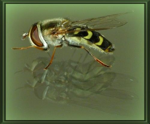 Réf. 157 008 : Scaeva selenitica