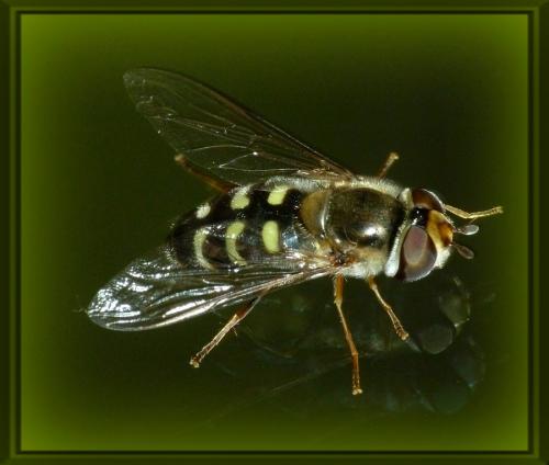 Réf. 157 009 : Scaeva selenitica