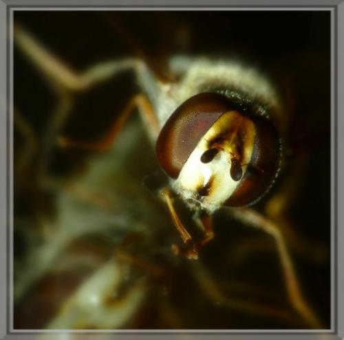 Scaeva selenitica