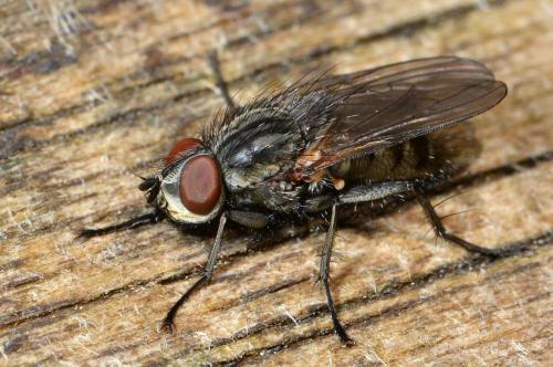 Leucophora sp.