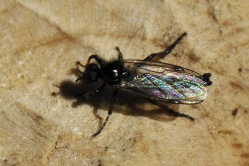 Bibio femoralis