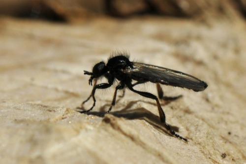 Bibio femoralis