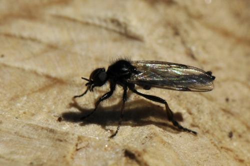 Bibio femoralis