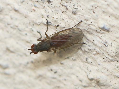 Réf. 157 025 : Tephrochlamys rufiventris