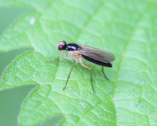 Cordilura albipes