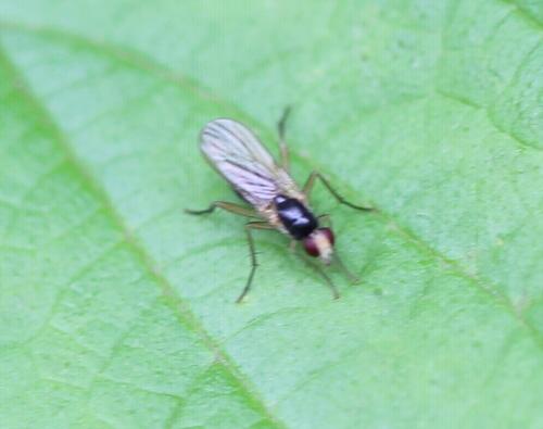 Cordilura albipes