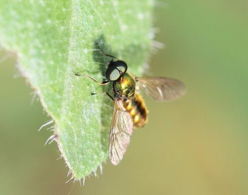 Chloromyia formosa