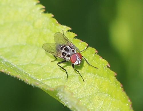 Réf. 157 513 : Anthomyia sp.