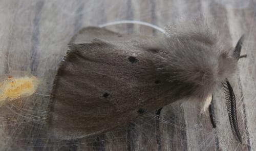 Diaphora mendica
