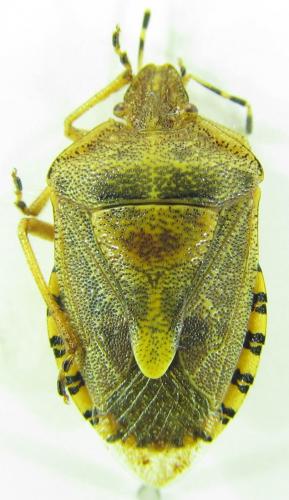 Réf. 157 414 : Dolycoris sp.