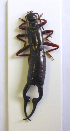 Doru unicolor