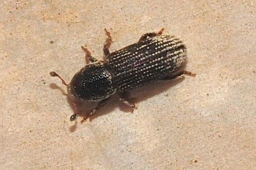 Hylastes sp.