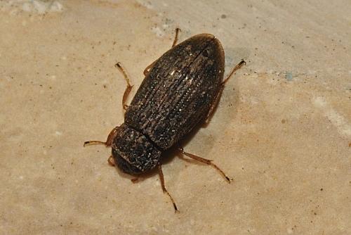 Helophorus sp.
