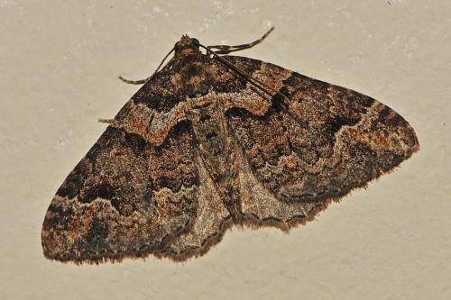 Réf. 157 970 : Catarhoe basochesiata