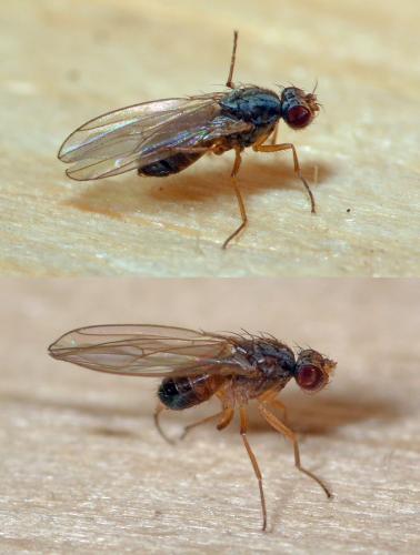 Scaptomyza pallida