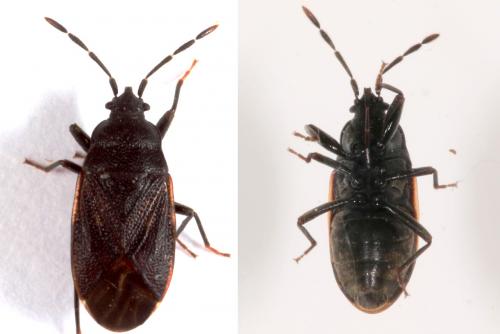 Drymus sylvaticus