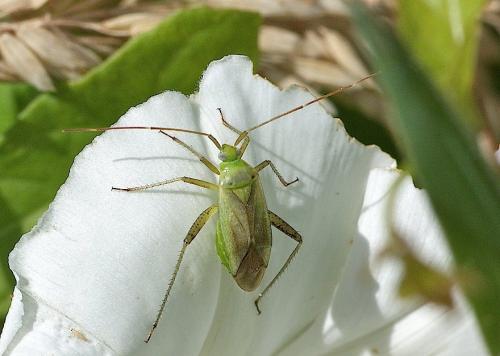 Réf. 157 744 : Adelphocoris quadripunctatus