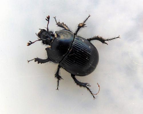 Réf. 157 586 : Typhaeus typhoeus