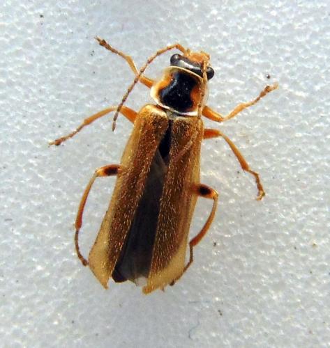 Réf. 157 591 : Cantharis decipiens