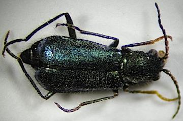 Clanoptilus barnevillei