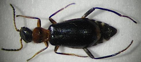 Réf. 157 475 : Sphinginus lobatus apicalis