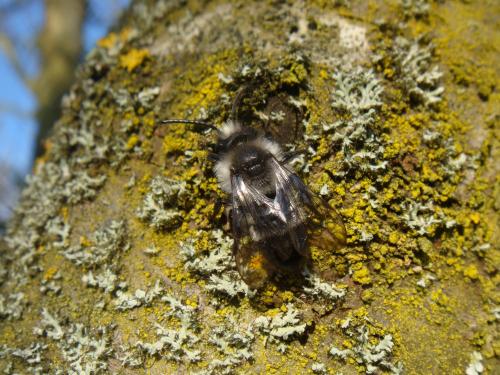 Andrena cineraria
