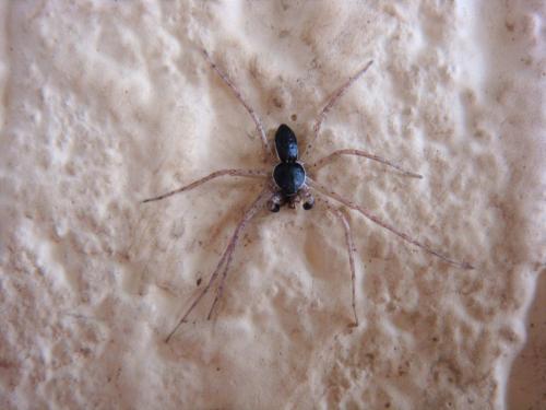 Réf. 157 768 : Philodromus dispar