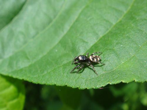 Réf. 157 767 : Salticus scenicus