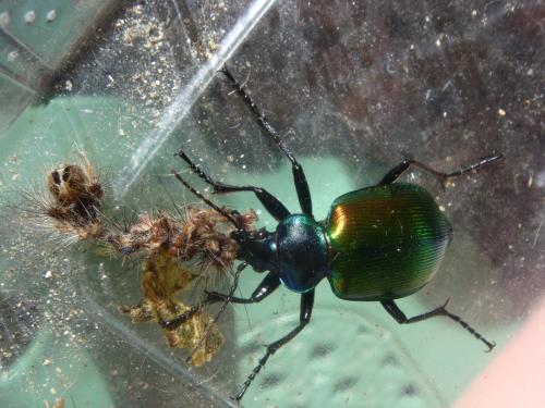 Calosoma sycophanta