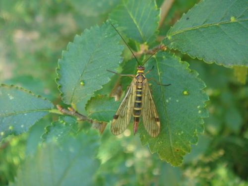 Panorpa cognata