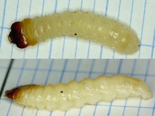 Réf. 157 737 : Rhagium inquisitor