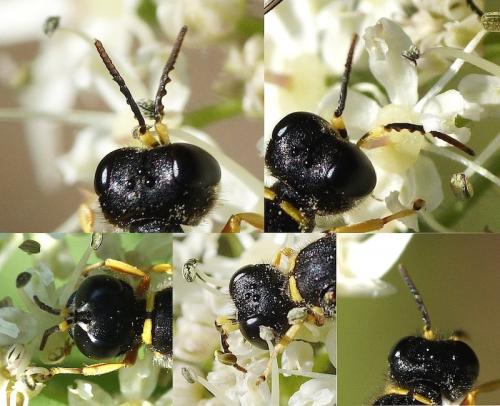 Ectemnius cavifrons
