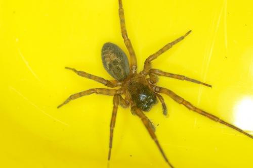 Amaurobius sp.