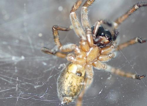 Réf. 157 594 : Amaurobius sp.