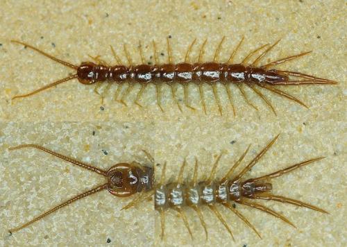 Lithobius forficatus