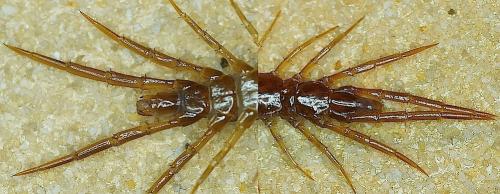 Lithobius forficatus