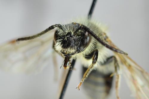 Andrena haemorrhoa