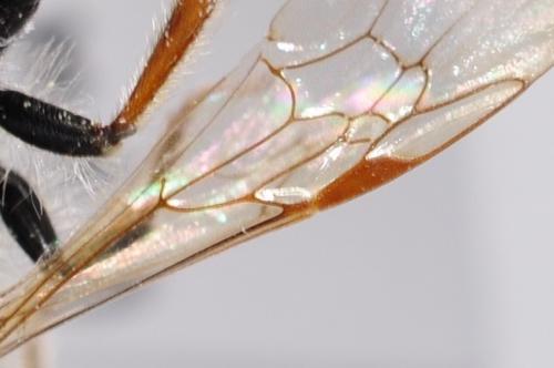 Andrena haemorrhoa