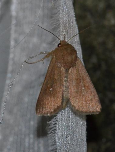 Réf. 157 935 : Mythimna albipuncta
