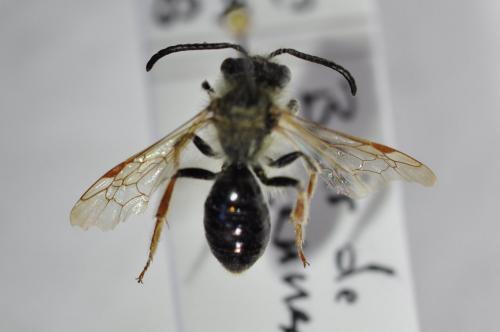 Andrena haemorrhoa